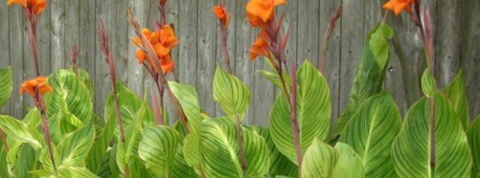 Canna The show plant