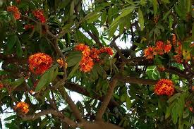 Saraca Asoca (Original Ashoka)